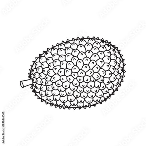 Hand drawn line art illustration of jackfruit tropical exotic fruit isolated on white background monochrome sketch for coloring book and organic food design with detailed textured outer skin