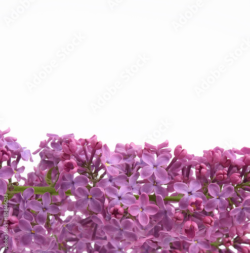 Bouquet of purple lilac flowers