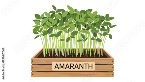 Growing green amaranth microgreens in a rustic wooden crate labeled AMARANTH suitable for urban gardening or healthy diet themes.
