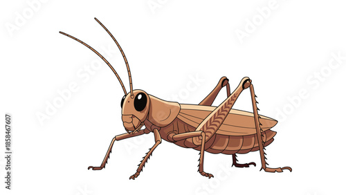 Detailed side view illustration of a brown grasshopper insect with long antennae and powerful legs for nature or biology studies.