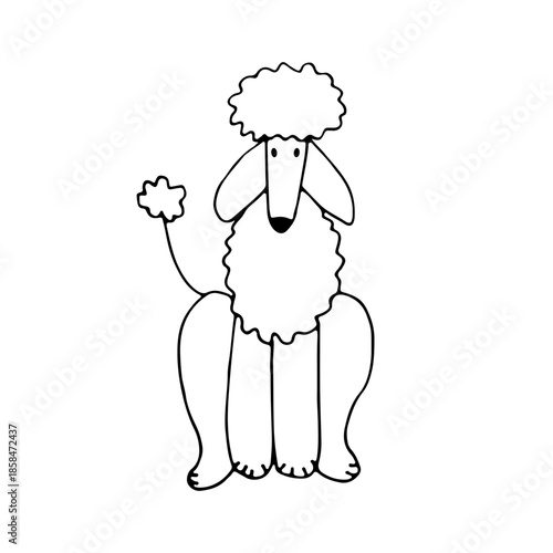 Poodle, an elegant and active dog breed. Doodle. Vector illustration. Hand drawn. Outline.