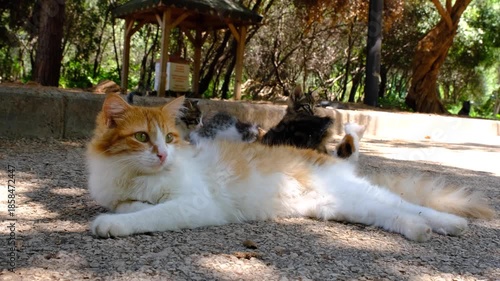 Stray Kittens Lying on the Street. Baby Cats Resting Together Outdoors. Cute Kittens Relaxing on Pavement. Peaceful Moment of Street Kittens Resting.