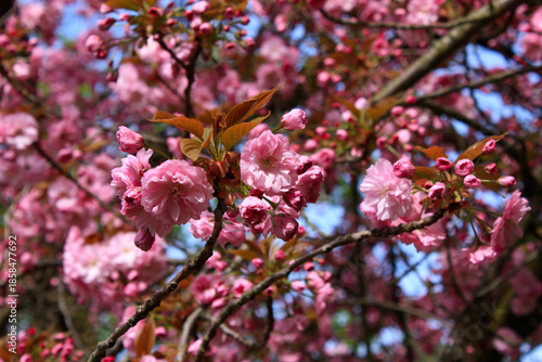 Flowering Japanese Clove Cherry Kanzan Tree Prunus serrulata in Spring in Leipzig, Germany
