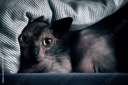 Billede på lærred Cute Lykoi cat hiding under the blanket and looking curious at camera