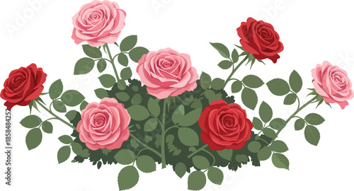 Beautiful Pink and Red Roses Illustration.