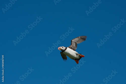puffin flying against a bright blue sky