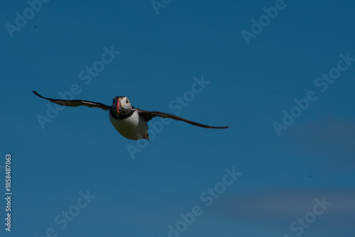 a puffin in flight against a clear sky
