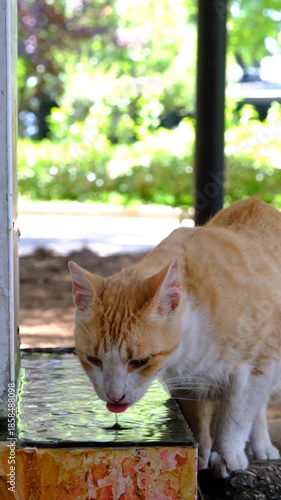 Thirsty Cat Drinking Fresh Water. Cat Drinking Water Close Up. Cute Cat Drinking From Water Bowl. Domestic Cat Hydrating Naturally.