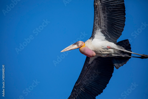 Valokuva A greater adjutant stork (Leptoptilos dubius) soars across a clear blue sky, its broad wings spread wide in a powerful and graceful flight
