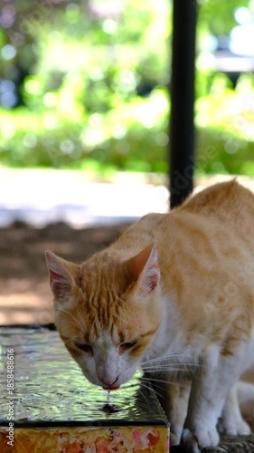 Thirsty Cat Drinking Fresh Water. Cat Drinking Water Close Up. Cute Cat Drinking From Water Bowl. Domestic Cat Hydrating Naturally.