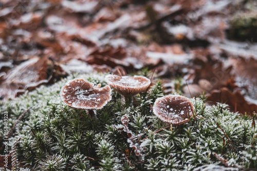 Mushrooms with ice crystals on moss in late autumn forest