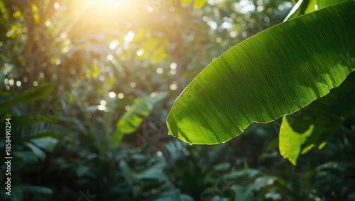Large, waterproof banana leaves used historically for writing in Asian nations, highlighting natural resource utilization