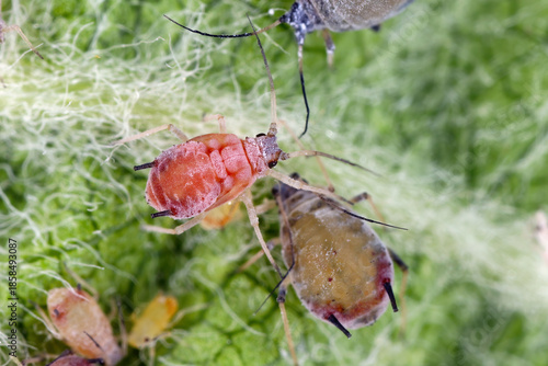 Fotografija Rosy apple aphid, Dysaphis plantaginea