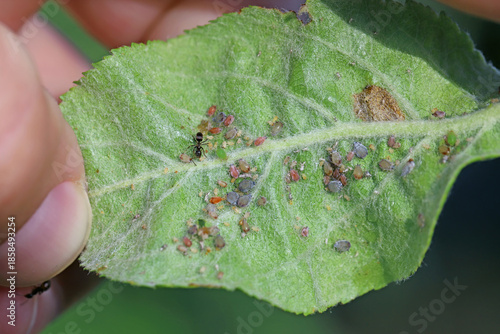 Colony of Rosy apple aphid, Dysaphis plantaginea under an apple tree leaf with ants caring for them. Pests are phloem feeders apple (Malus sp.) leaves.