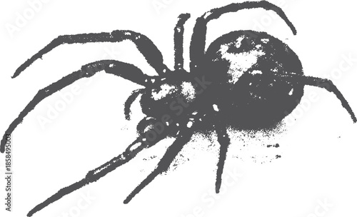 Black spider vector illustration on a white background. Realistic graphic representation suitable for biology and entomology studies.