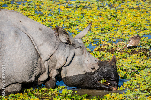 Canvas Print A greater one-horned rhinoceros (Rhinoceros unicornis) feeds on aquatic plants in a lake at Kaziranga National Park, Assam, India, calmly wading through shallow water