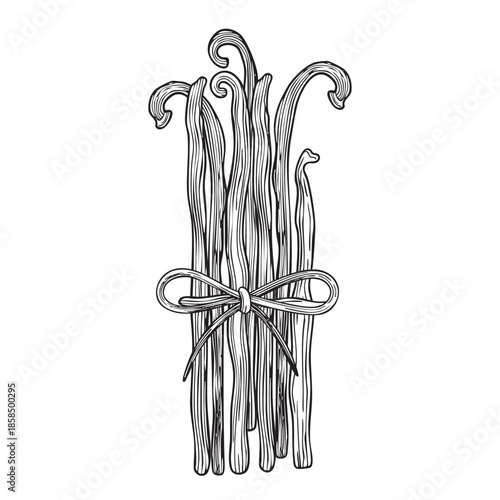 Hand-drawn vanilla beans composition with a bow in graphic sketch style, detailed vanilla pods illustration