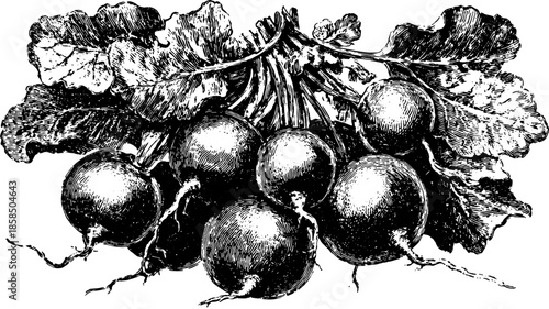 Black silhouette of a radish vegetable in vintage engraving style. Detailed vector illustration showcasing nature's simplicity in this set design.