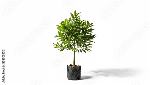 Monthong Durian sapling in nursery container used for propagation, highlighting horticultural practices