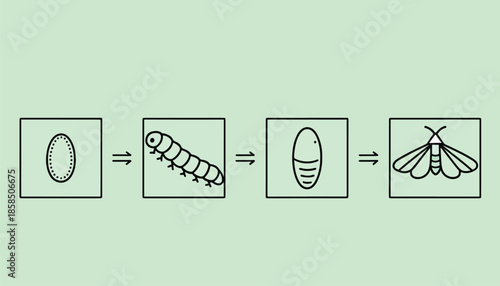 Four stages of metamorphosis shown in sequential boxes egg, larva, pupa, adult
