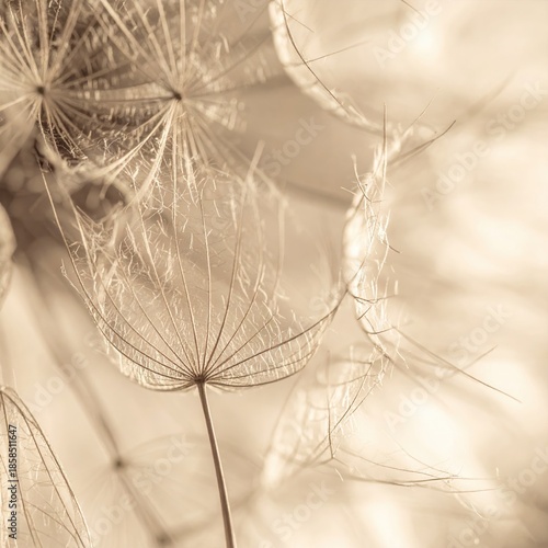 Close-up of dandelion seeds, light beige tones