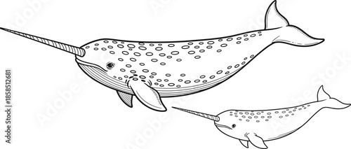 Narwhal whale vector illustration, arctic marine animal line art, mother and baby narwhals, isolated sea mammal graphic, exotic ocean wildlife design, conservation,