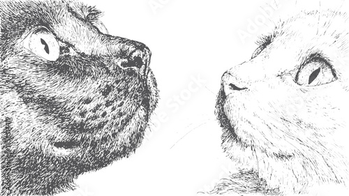 Cat portraits in black and white sketch style, focusing on detailed facial features. Vector illustration highlighting feline characteristics in a cohesive set.
