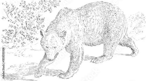 Bear illustration in a linear sketch style, showcasing detailed features in an outdoor setting. This vector illustration captures the bear's natural movement.