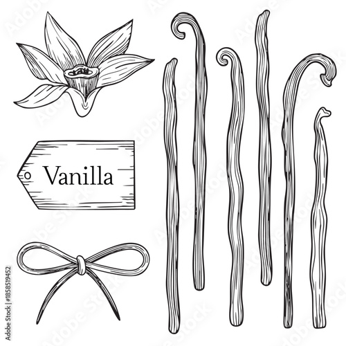 Hand-drawn vanilla pods and blooming vanilla orchid flower and bow graphic sketch, vanilla beans detailed illustration