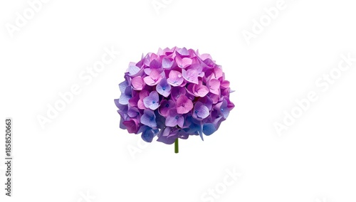 Close-up of Hydrangea macrophylla flower on a white background for plant identification, horticultural documentation