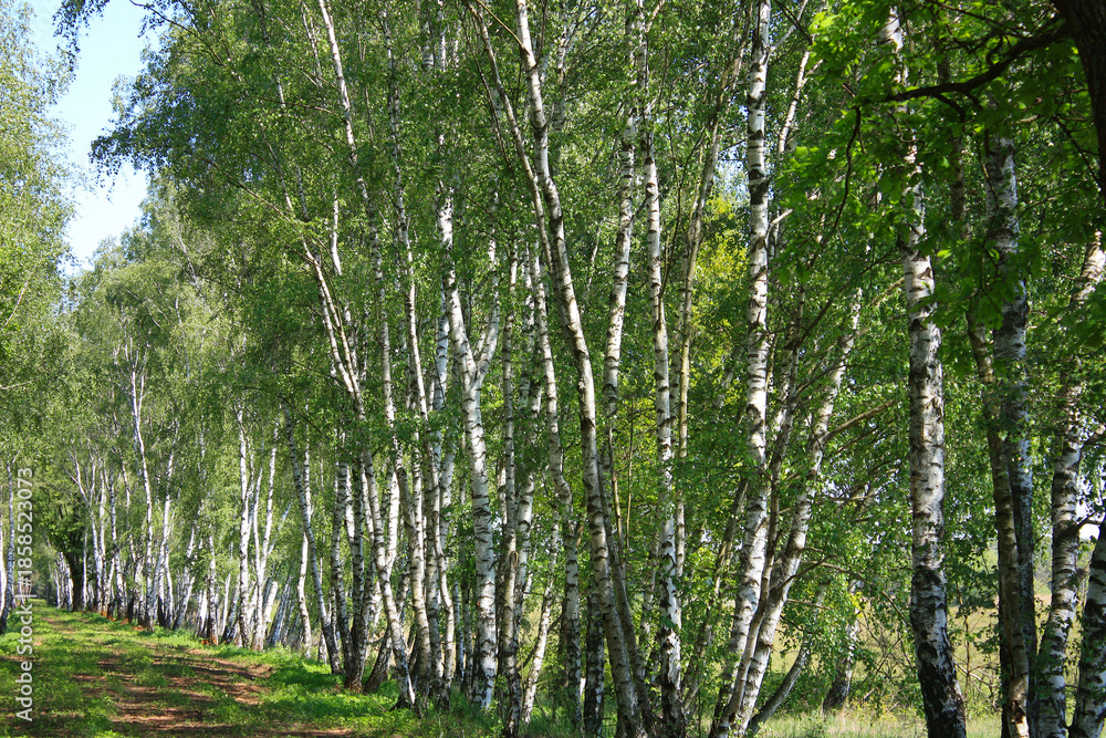 Fototapeta premium Birch Trees in Lower Lusatia, Germany 