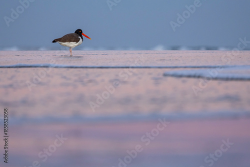 American Oystercatcher Bird on Pink and Blues Beach at Sunset Wrightsville Beach North Carolina Background