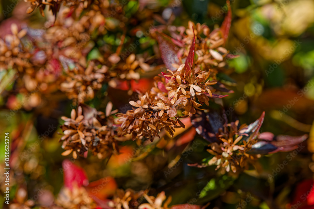 Fototapeta premium Abélie à grandes fleurs en hiver
