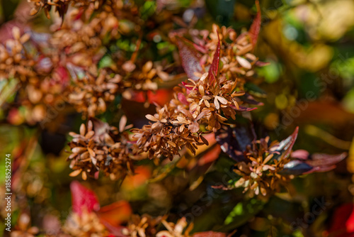 Abélie à grandes fleurs en hiver