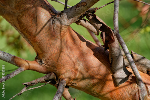 Mue d'eucalyptus en hiver
