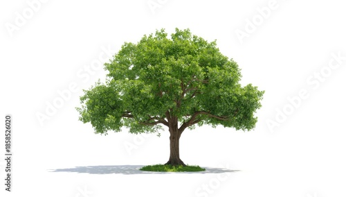 Single tree on plain white backdrop for graphic design or branding purposes