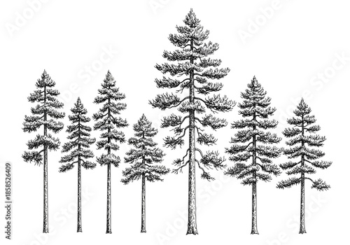 A stylized illustration of a coniferous forest with varied tree heights
