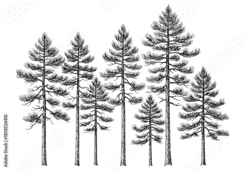 A striking black and white illustration of a forest of pine trees.