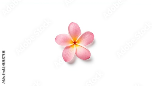 Pink plumeria blossoms arranged on a white backdrop for spa decor, floral motif for wellness branding, Earth Day