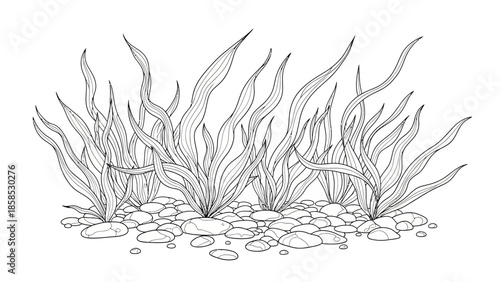 Underwater Aquatic Plants and Pebbles Line Art Illustration