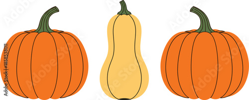 Pumpkin and squash vegetable vector illustration, autumn harvest food design for Thanksgiving, Halloween and seasonal decoration projects