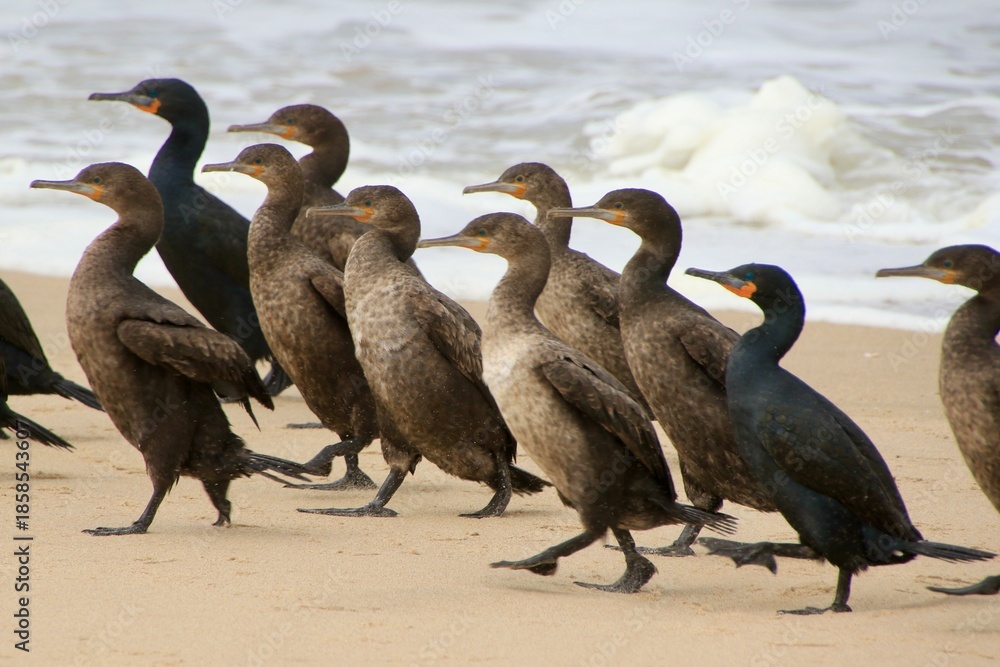Fototapeta premium Kormorane WAlvisBAy Namibia