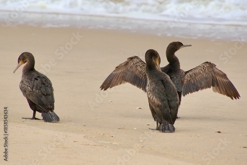 Kormorane WAlvisBAy Namibia