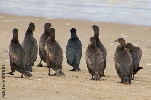 Kormorane Namibia Walvis Bay