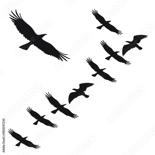 Silhouettes of birds in flight