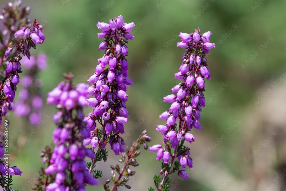 Obraz premium Close up of bell heather (erica cinerea) flowers in bloom