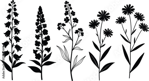 Flowering plant silhouette vector illustration, botanical floral design elements, daisy bell lavender blossoms, decorative garden nature artwork, black and white plant collection