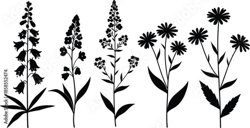 Flowering plant silhouette vector illustration, botanical blossoms foliage design elements, daisy bell conical floral artwork, black and white decorative nature collection