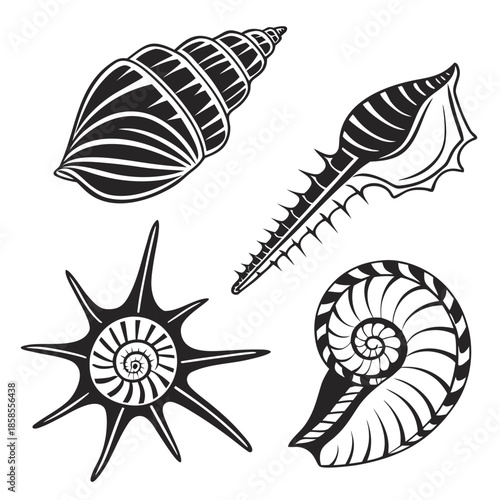 Collection of seashell illustrations
