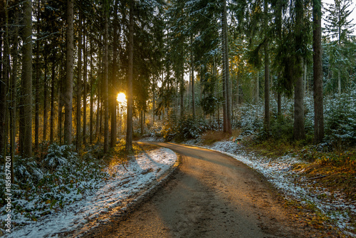 Forest road at sunset in autumn. Sunset forest road. Road in autumn forest at sunset. Woods road at sunset